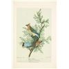 Image 8 : John James Audubon's Bird Paintings Book Set