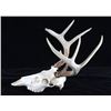 Image 10 : Montana Whitetail 4x4 Skull Mount Taxidermy Pair