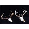 Image 1 : Montana Whitetail 4x4 Skull Mount Taxidermy Pair