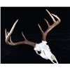 Image 2 : Montana Whitetail 4x4 Skull Mount Taxidermy Pair