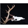 Image 3 : Montana Whitetail 4x4 Skull Mount Taxidermy Pair