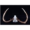Image 4 : Montana Whitetail 4x4 Skull Mount Taxidermy Pair