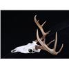 Image 5 : Montana Whitetail 4x4 Skull Mount Taxidermy Pair