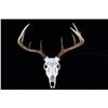 Image 6 : Montana Whitetail 4x4 Skull Mount Taxidermy Pair