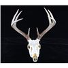 Image 7 : Montana Whitetail 4x4 Skull Mount Taxidermy Pair