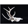 Image 8 : Montana Whitetail 4x4 Skull Mount Taxidermy Pair