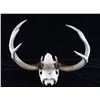Image 9 : Montana Whitetail 4x4 Skull Mount Taxidermy Pair