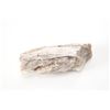 Image 11 : Holbrook, Arizona Triassic Petrified Wood Samples