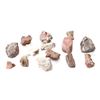 Image 1 : Holbrook, Arizona Triassic Petrified Wood Samples