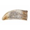 Image 6 : Waring & Co. Scrimshaw Sperm Whale Tooth Casting