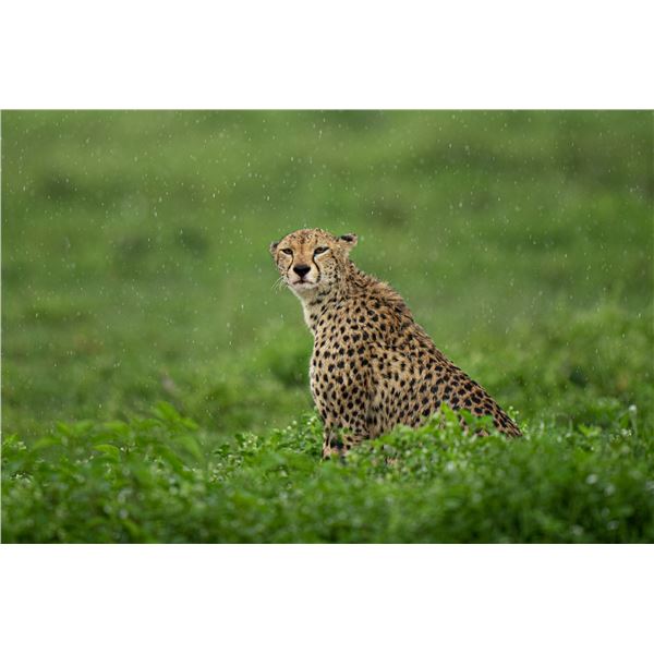 Original African Safari photo