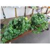 Image 1 : Silk Ivy Plants - 2