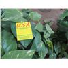 Image 2 : Silk Ivy Plants - 2