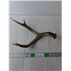 Image 1 : Single Deer Antler Up to 14" Long