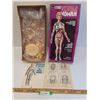 Image 1 : Revell Brand - The Visible Women Model Kit - Appears All There
