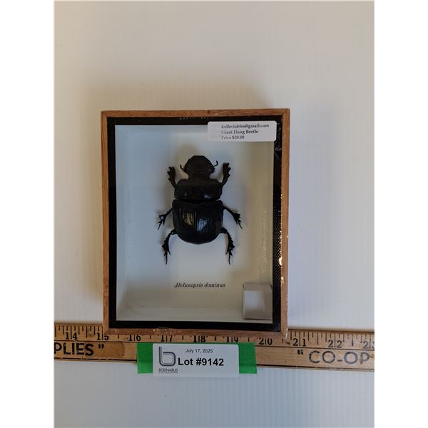 Framed Dung Beetle in Frame - 6" x 2" x 5" - CANNOT SHIP