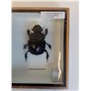 Image 2 : Framed Dung Beetle in Frame - 6" x 2" x 5" - CANNOT SHIP