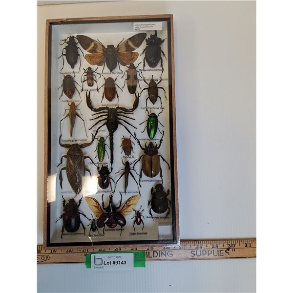 Large Asian Insect Set in Frame - 14" x 2" x 8" - CANNOT SHIP