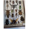 Image 2 : Large Asian Insect Set in Frame - 14" x 2" x 8" - CANNOT SHIP
