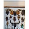 Image 4 : Large Asian Insect Set in Frame - 14" x 2" x 8" - CANNOT SHIP