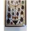 Image 2 : Large Asian Insect Set in Frame - 14" x 2" x 8" - CANNOT SHIP