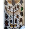 Image 3 : Large Asian Insect Set in Frame - 14" x 2" x 8" - CANNOT SHIP