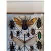 Image 4 : Large Asian Insect Set in Frame - 14" x 2" x 8" - CANNOT SHIP