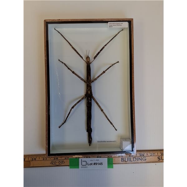 Giant Asian Stick Bug in Frame - 8" x 12" x 2" - CANNOT SHIP