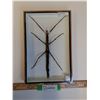 Image 1 : Giant Asian Stick Bug in Frame - 8" x 12" x 2" - CANNOT SHIP