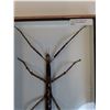 Image 2 : Giant Asian Stick Bug in Frame - 8" x 12" x 2" - CANNOT SHIP