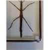 Image 3 : Giant Asian Stick Bug in Frame - 8" x 12" x 2" - CANNOT SHIP