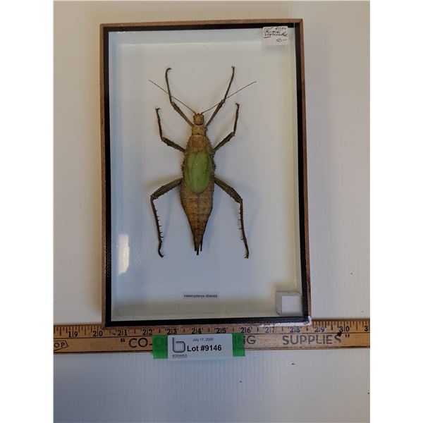 Giant Asian Grasshopper in Frame - 8" x 2" x 12" - CANNOT SHIP