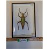 Image 1 : Giant Asian Grasshopper in Frame - 8" x 2" x 12" - CANNOT SHIP