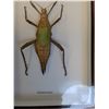 Image 3 : Giant Asian Grasshopper in Frame - 8" x 2" x 12" - CANNOT SHIP