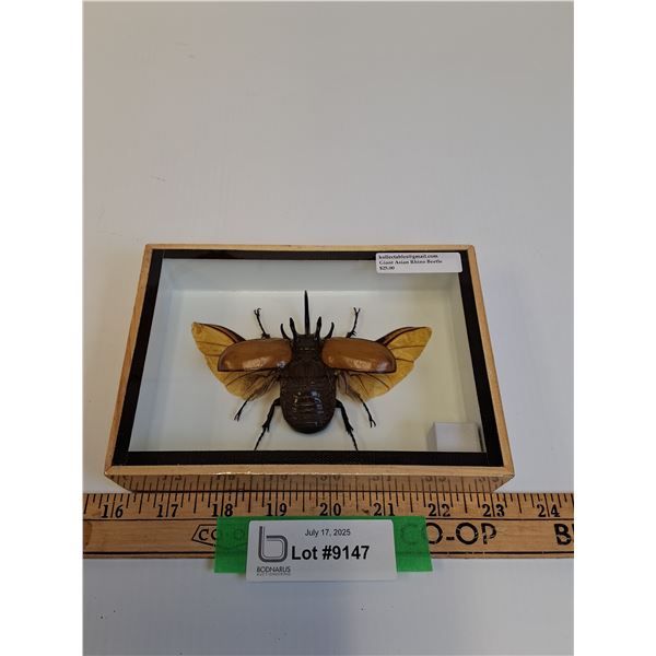 Giant Asian Rhino Beetle - 7" x 5" x 2" - CANNOT SHIP