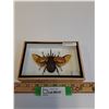 Image 1 : Giant Asian Rhino Beetle - 7" x 5" x 2" - CANNOT SHIP