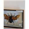 Image 2 : Giant Asian Rhino Beetle - 7" x 5" x 2" - CANNOT SHIP