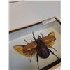 Image 3 : Giant Asian Rhino Beetle - 7" x 5" x 2" - CANNOT SHIP
