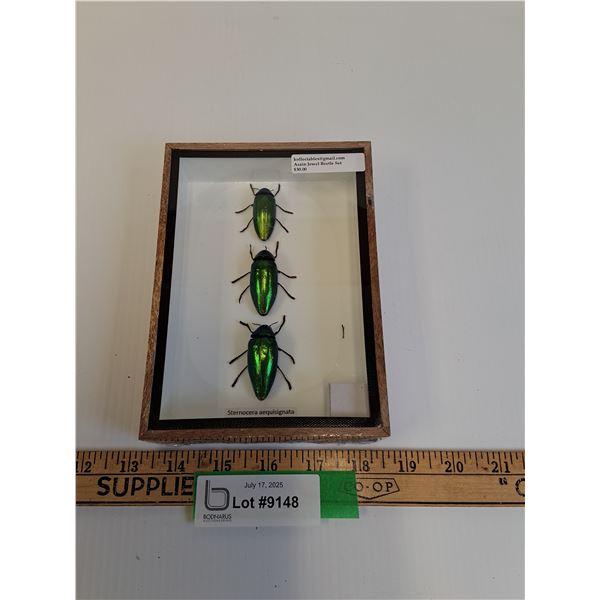 Asian Jewel Beetle Set in Frame - 5" x 7" x 2" - CANNOT SHIP