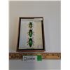 Image 1 : Asian Jewel Beetle Set in Frame - 5" x 7" x 2" - CANNOT SHIP