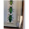 Image 2 : Asian Jewel Beetle Set in Frame - 5" x 7" x 2" - CANNOT SHIP