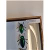 Image 3 : Asian Jewel Beetle Set in Frame - 5" x 7" x 2" - CANNOT SHIP
