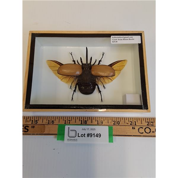 Giant Asian Rhino Beetle in Frame - 7" x 5" x 2" - CANNOT SHIP
