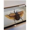 Image 2 : Giant Asian Rhino Beetle in Frame - 7" x 5" x 2" - CANNOT SHIP