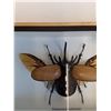 Image 3 : Giant Asian Rhino Beetle in Frame - 7" x 5" x 2" - CANNOT SHIP