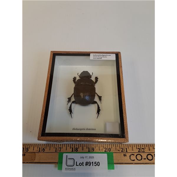 Giant Dung Beetle in Frame - 5" x 6" x 2" - CANNOT SHIP