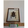 Image 1 : Giant Dung Beetle in Frame - 5" x 6" x 2" - CANNOT SHIP