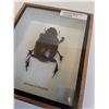Image 2 : Giant Dung Beetle in Frame - 5" x 6" x 2" - CANNOT SHIP
