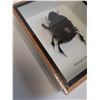 Image 3 : Giant Dung Beetle in Frame - 5" x 6" x 2" - CANNOT SHIP