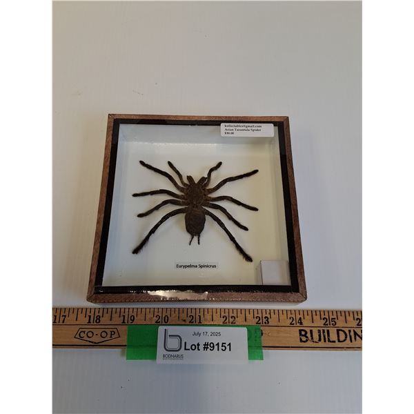 Asian Tarantula Spider in Frame - 6" x 6" x 2" - CANNOT SHIP